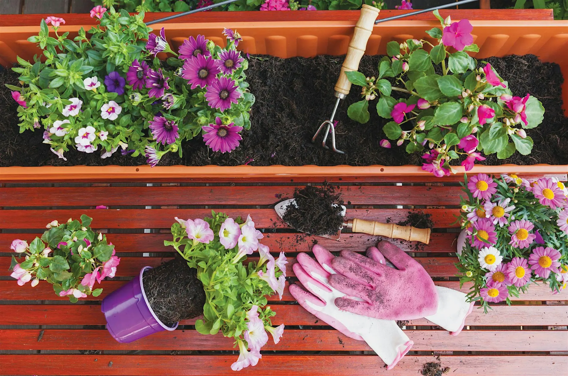 Gardening for Beginners